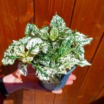 Hypoestes bodkovaný (Hypoestes phyllostachya) - výška 10 cm ⌀ 20-25 cm, kont. C1L - BIELY